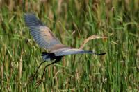 Ardea purpurea