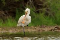 Platalea leucorodia