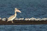 Pelecanus crispus