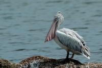 Pelecanus philippensis