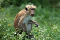 Sri Lanka FAUNA