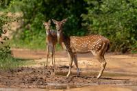 Chital