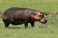 Common hippopotamus