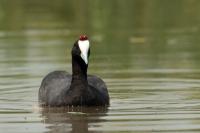 Fulica cristata