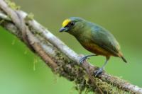 Euphonia gouldi