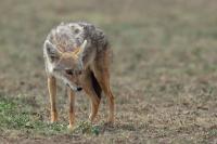 African golden wolf