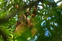 Linnaeus&#039;s two-toed sloth