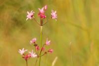 South Africa - Flora