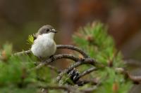 Ficedula hypoleuca