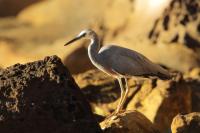 Egretta novaehollandiae