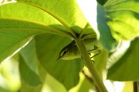 Vireo philadelphicus