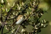 Phylloscopus bonelli