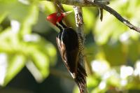 Campephilus guatemalensis 