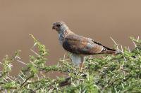 Accipiter minullus