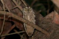 Otus scops