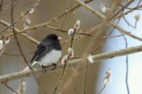 Junco hyemalis