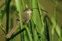 Prinia polychroa