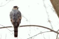 Accipiter striatus