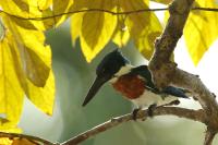 Chloroceryle amazona