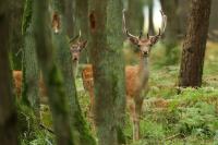 Fallow deer