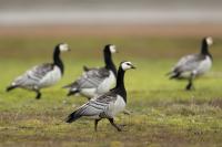 Branta leucopsis