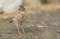 Anthus cinnamomeus