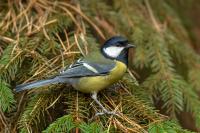 Parus major