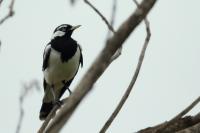 Grallina cyanoleuca