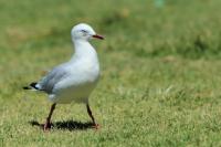 Larus novaehollandie