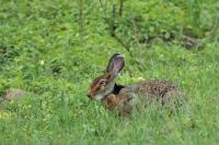 Indian hare