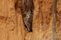 Eastern grey kangaroo