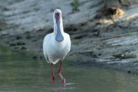 Platalea alba