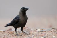 Corvus splendens