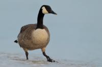 Branta canadensis