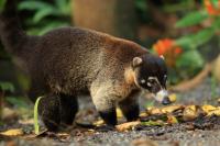 White-nosed coati