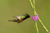 Lophornis helenae