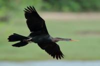 Anhinga melanogaster