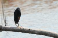 Egretta ardesiaca