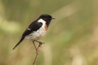 Saxicola torquatus