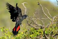 Calyptorhynchus banksii