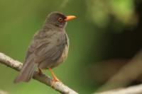 Turdus abyssinicus