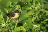 Prinia socialis