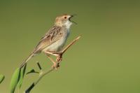 Cisticola marginatus