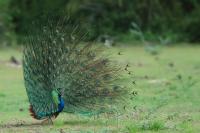 Pavo cristatus