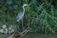 Ardea herodias