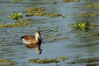 Callonetta leucophrys