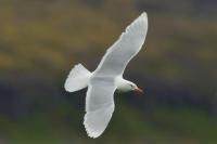 Larus hyperboreus