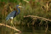 Egretta tricolor