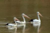 Pelecanus conspicillatus