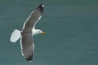 Larus fuscus